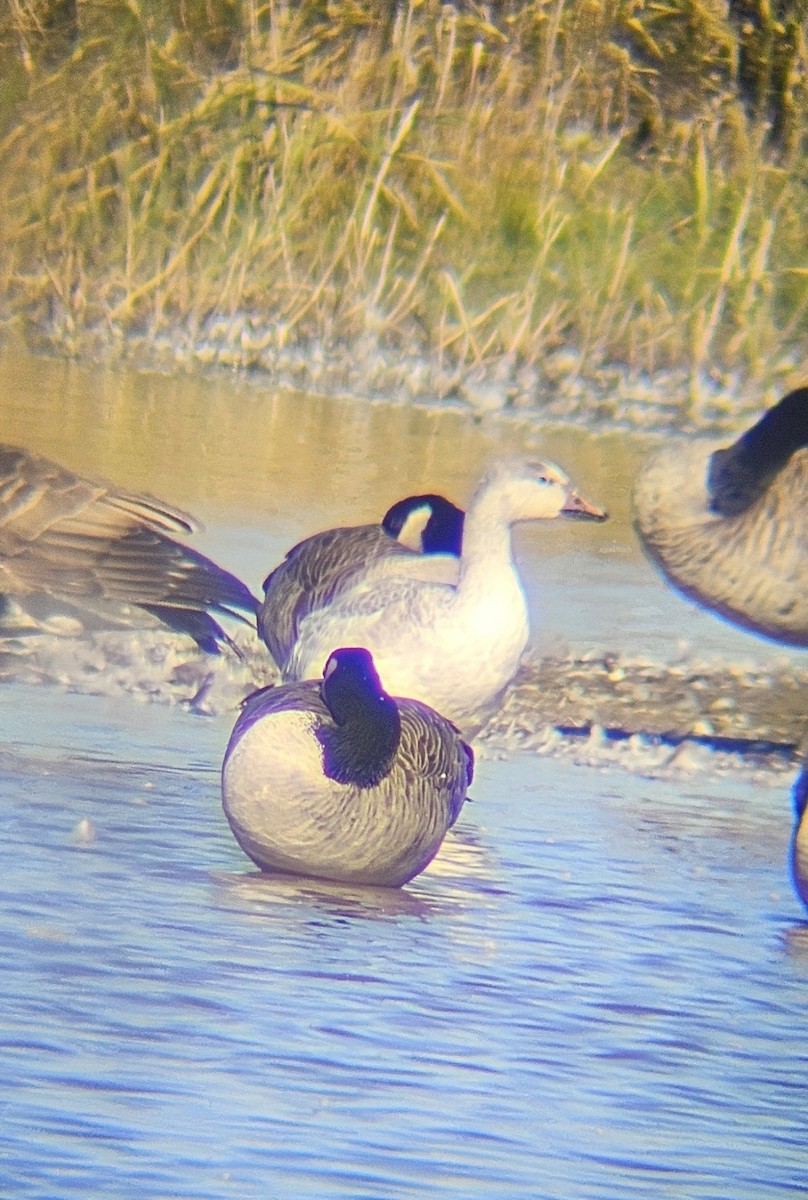 Snow Goose - ML625456103