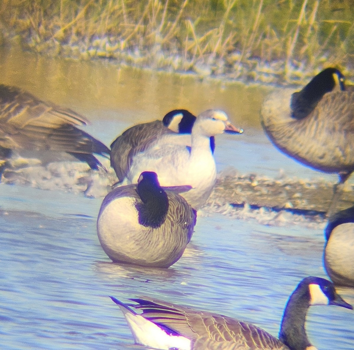 Snow Goose - ML625456104