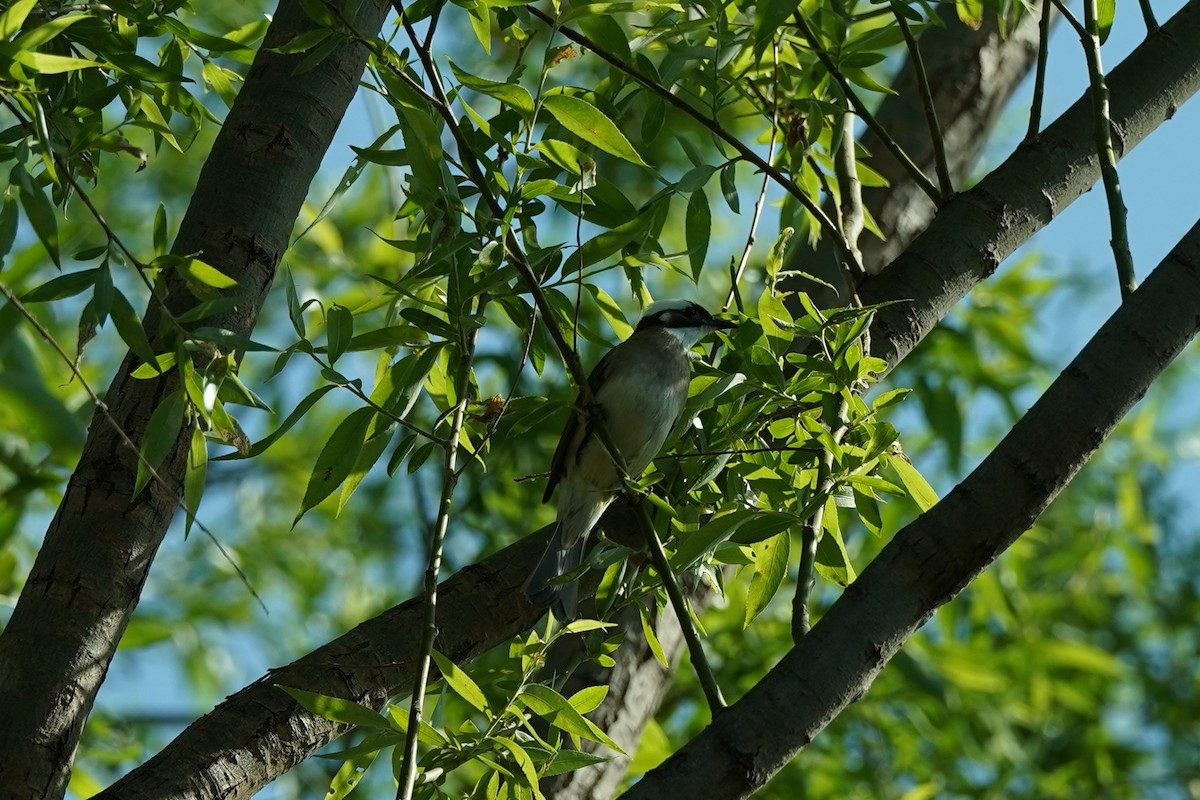 Light-vented Bulbul - ML625456237