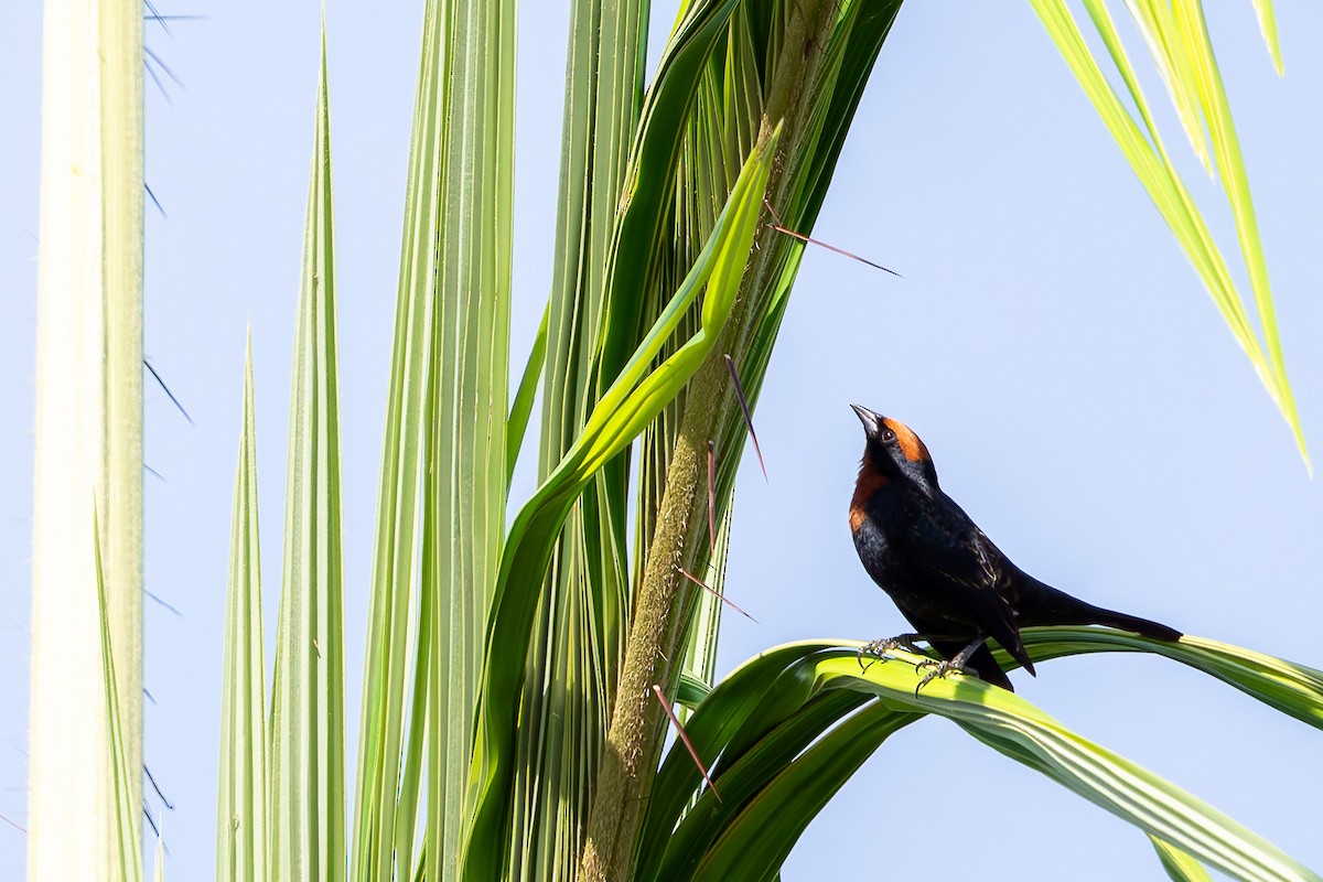 Chestnut-capped Blackbird - ML625456269