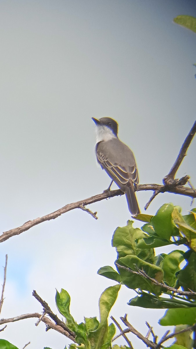 Loggerhead Kingbird - ML625456367