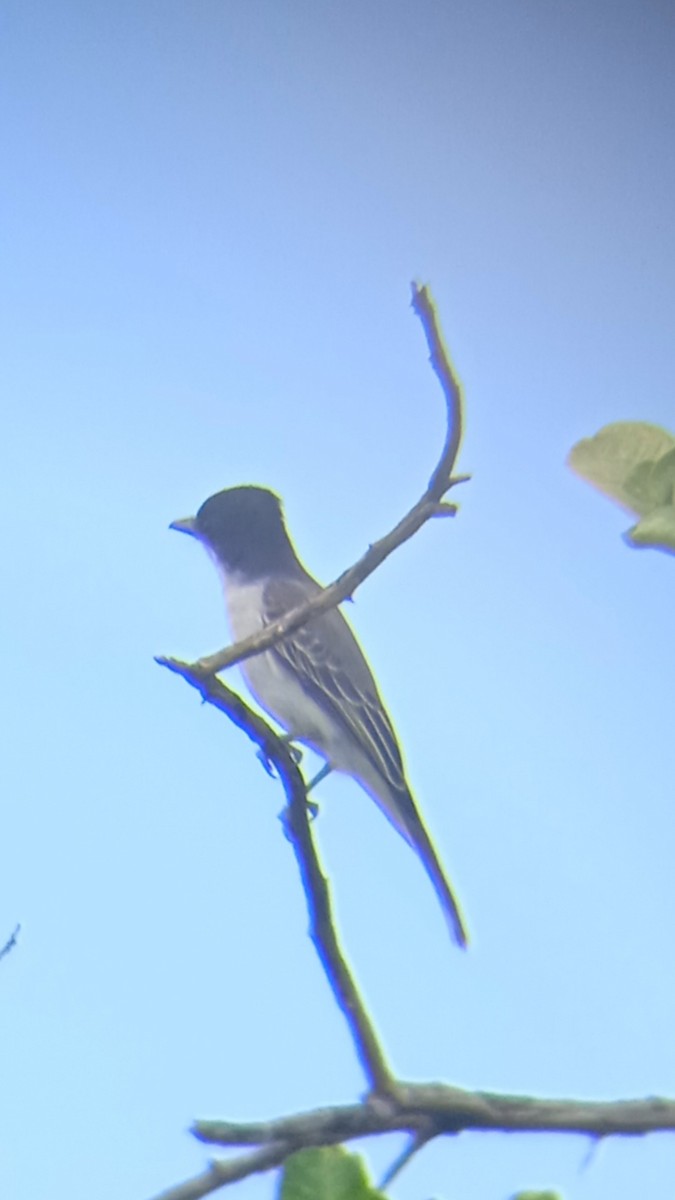 Loggerhead Kingbird - ML625456368