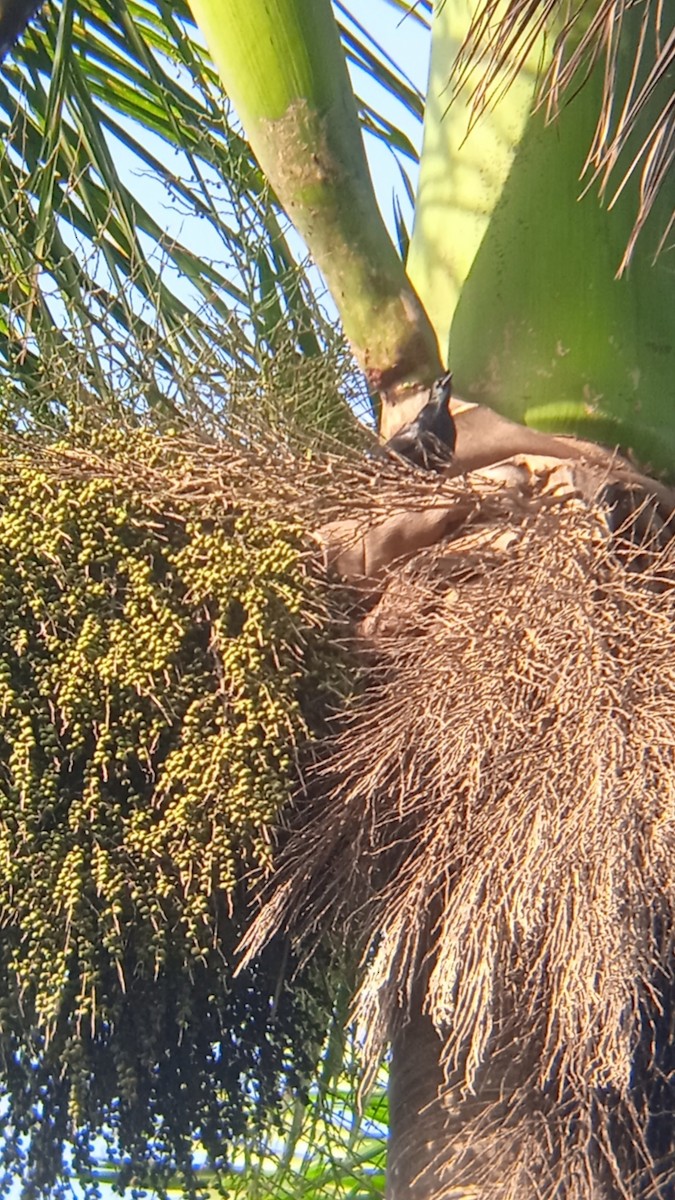 Cuban Blackbird - ML625456424