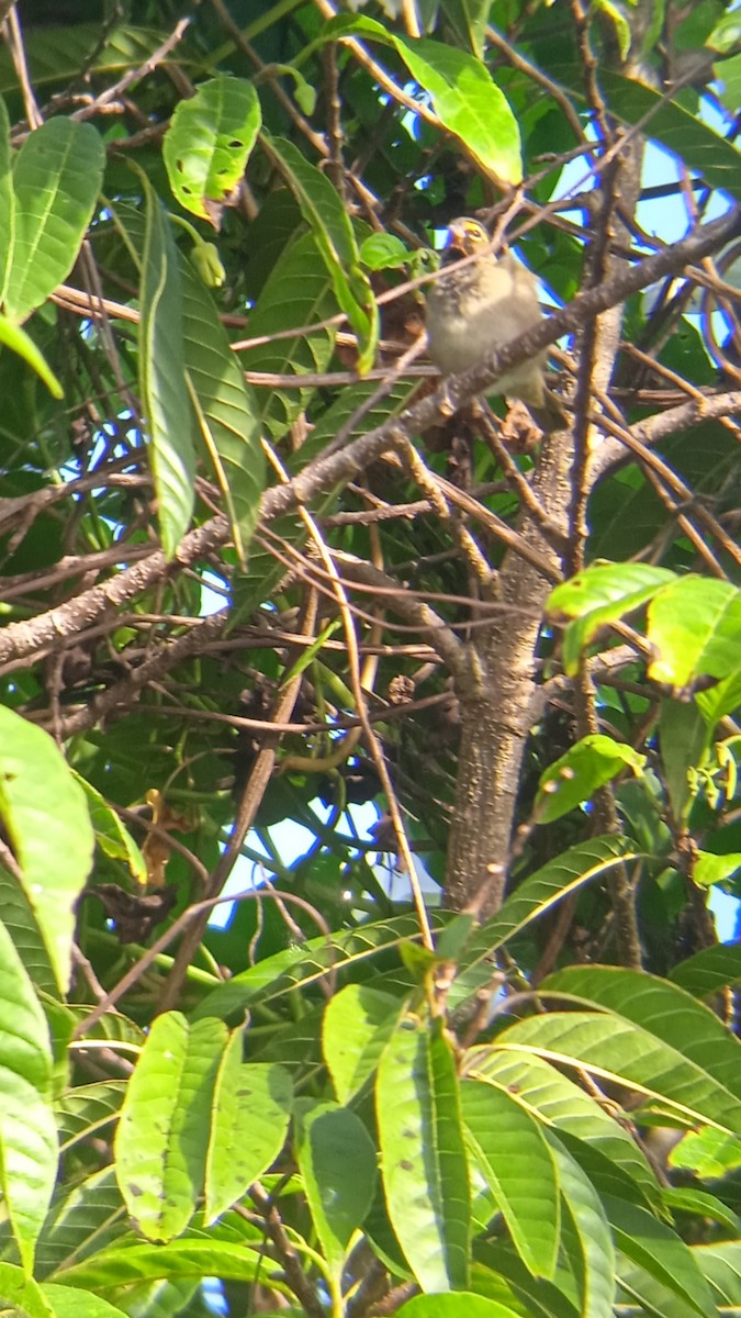 Yellow-faced Grassquit - ML625456480