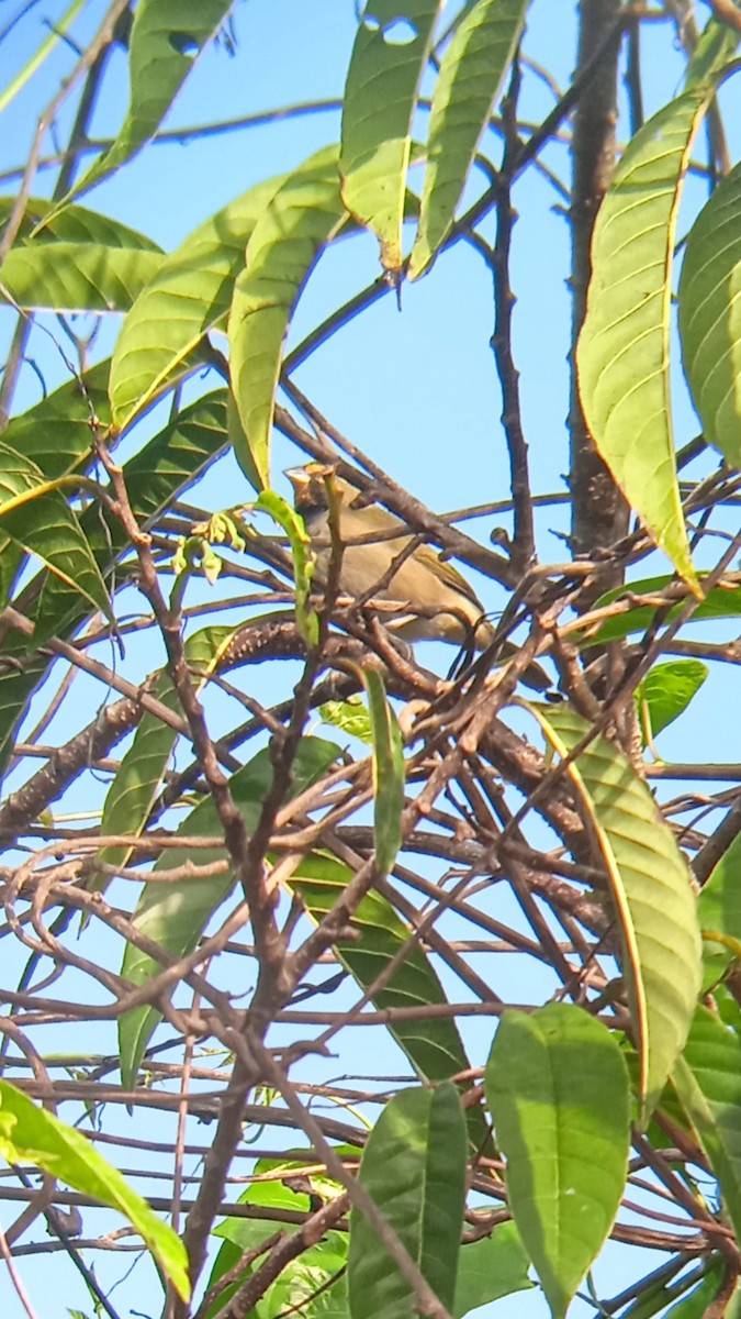 Yellow-faced Grassquit - ML625456481