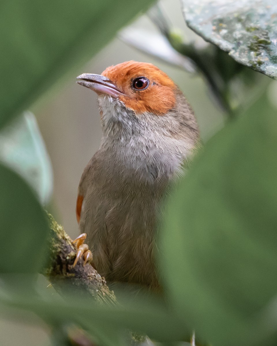 Red-faced Spinetail - ML625456520