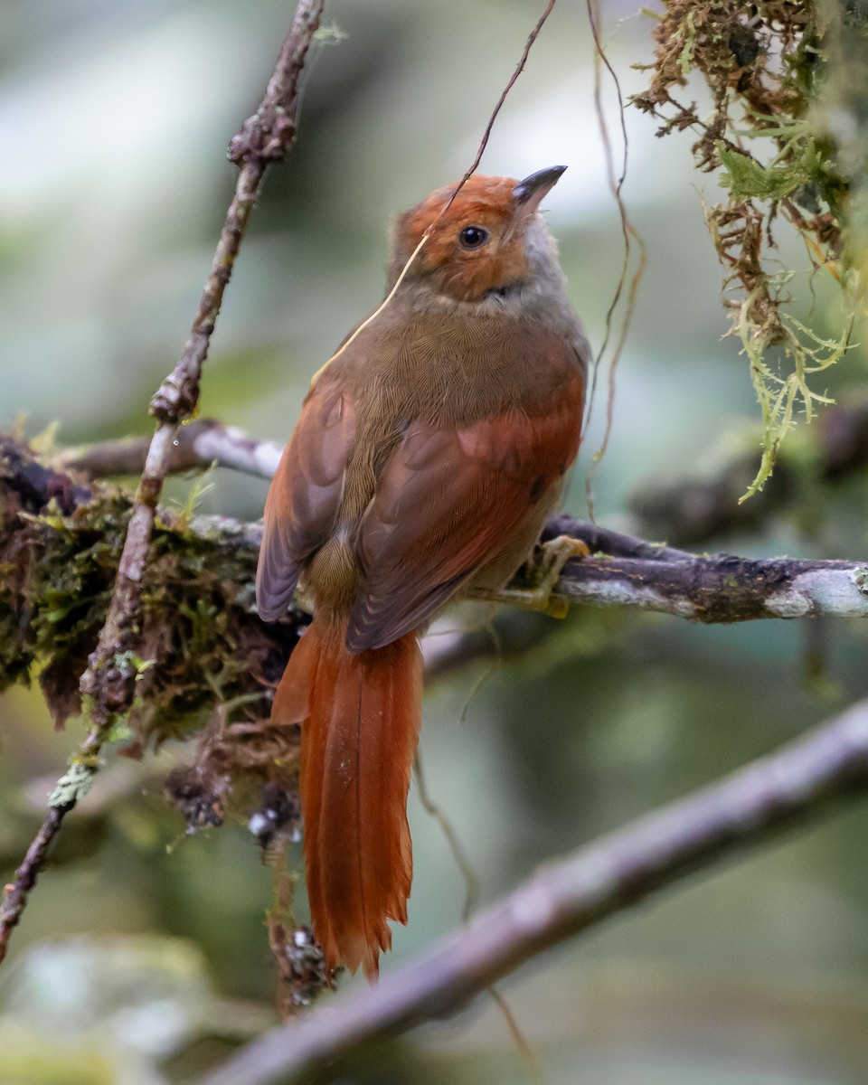 Red-faced Spinetail - ML625456521