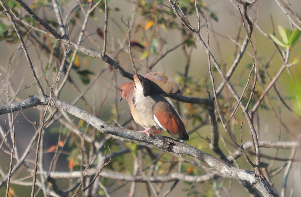 Blue-eyed Ground Dove - ML625456695