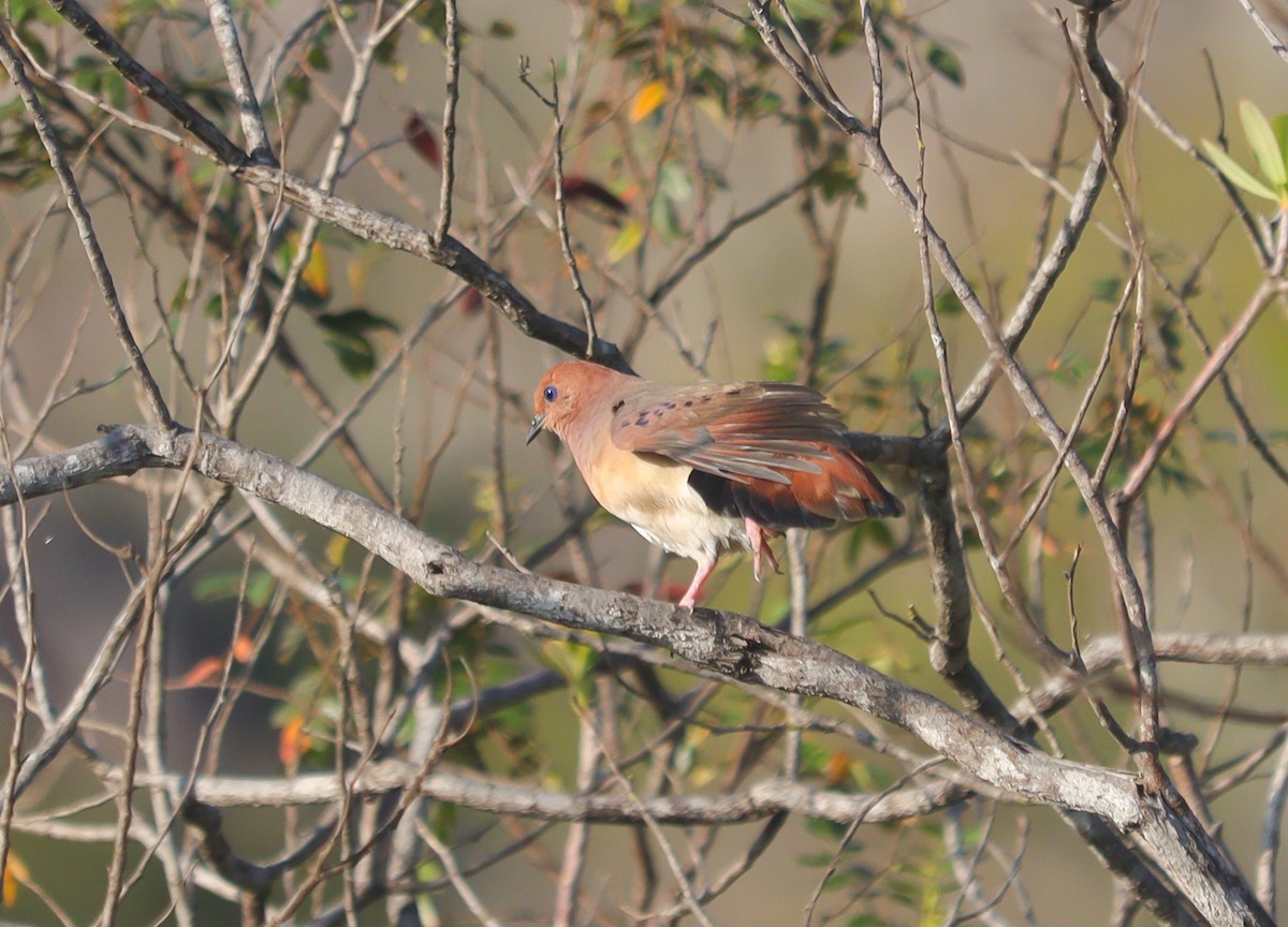 Blue-eyed Ground Dove - ML625456696