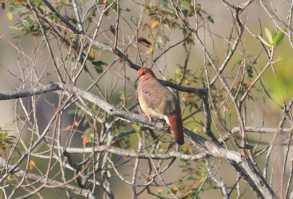 Blue-eyed Ground Dove - ML625456697