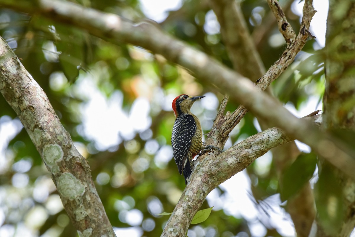 Чернощёкий дятел - ML625456715