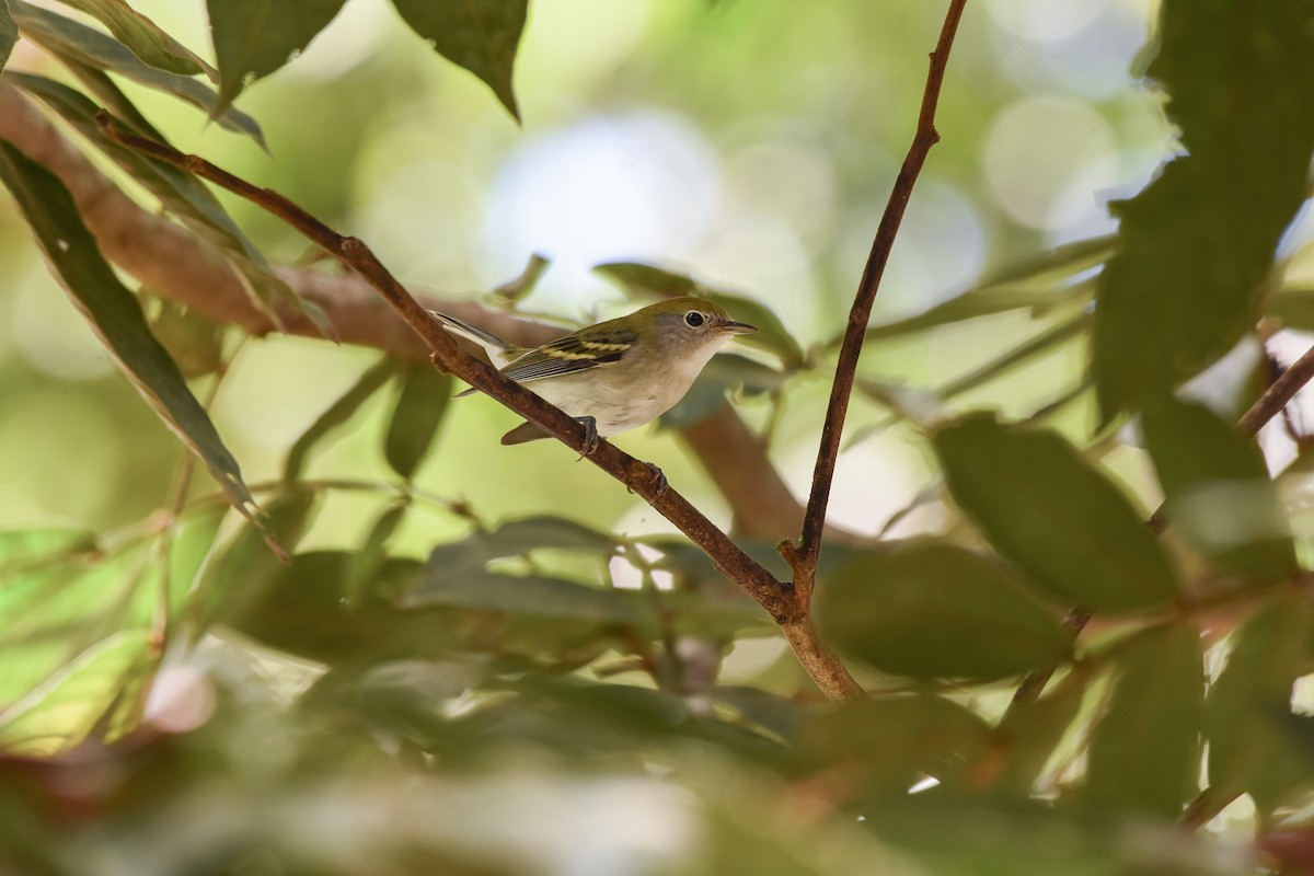 Рыжебокая древесница - ML625456743