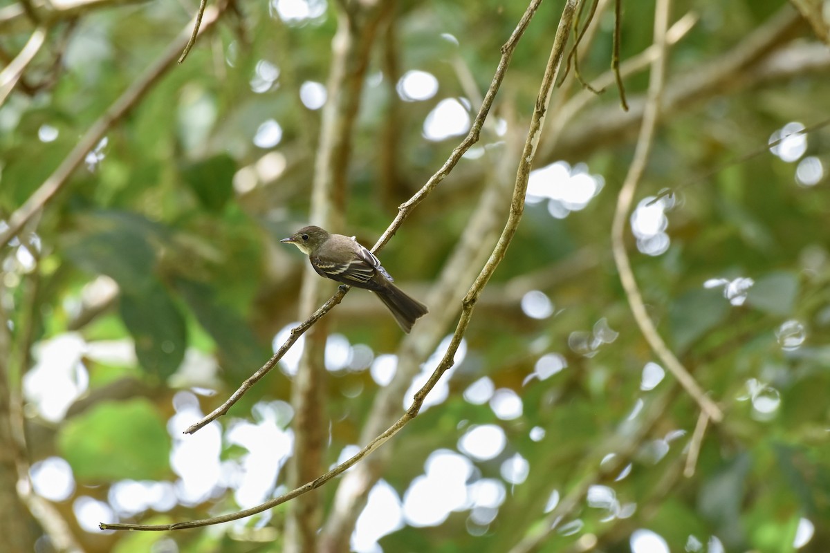 Восточный пиви - ML625456763