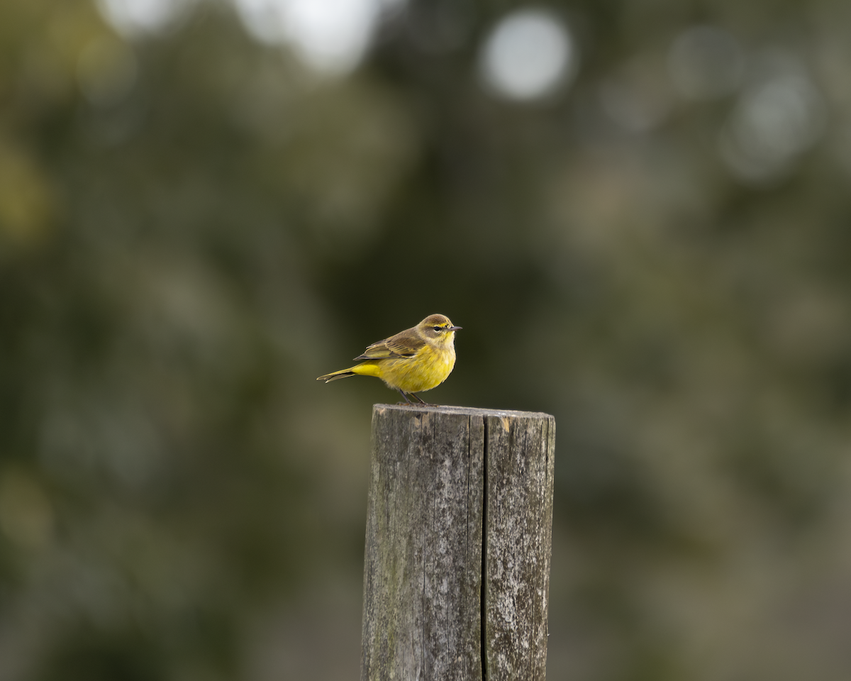 Palm Warbler - ML625456783