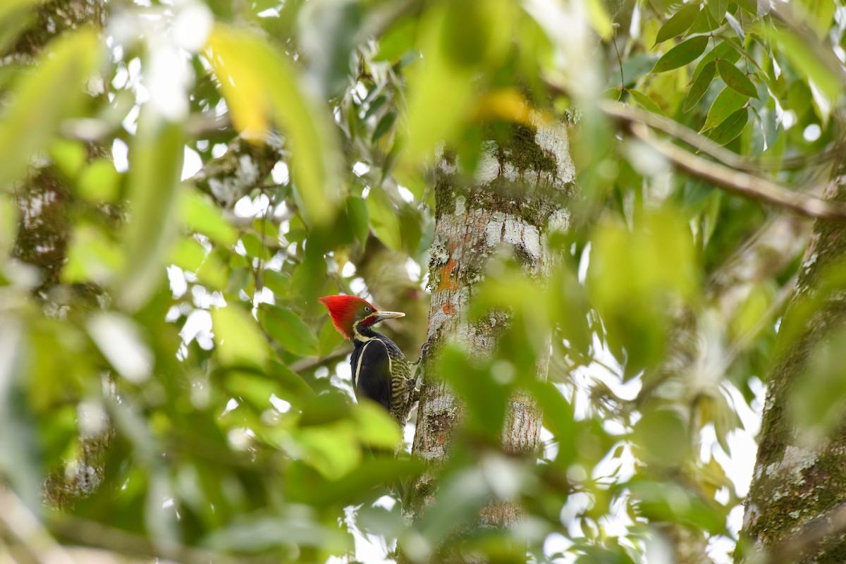 Полосатая желна [группа lineatus] - ML625456910