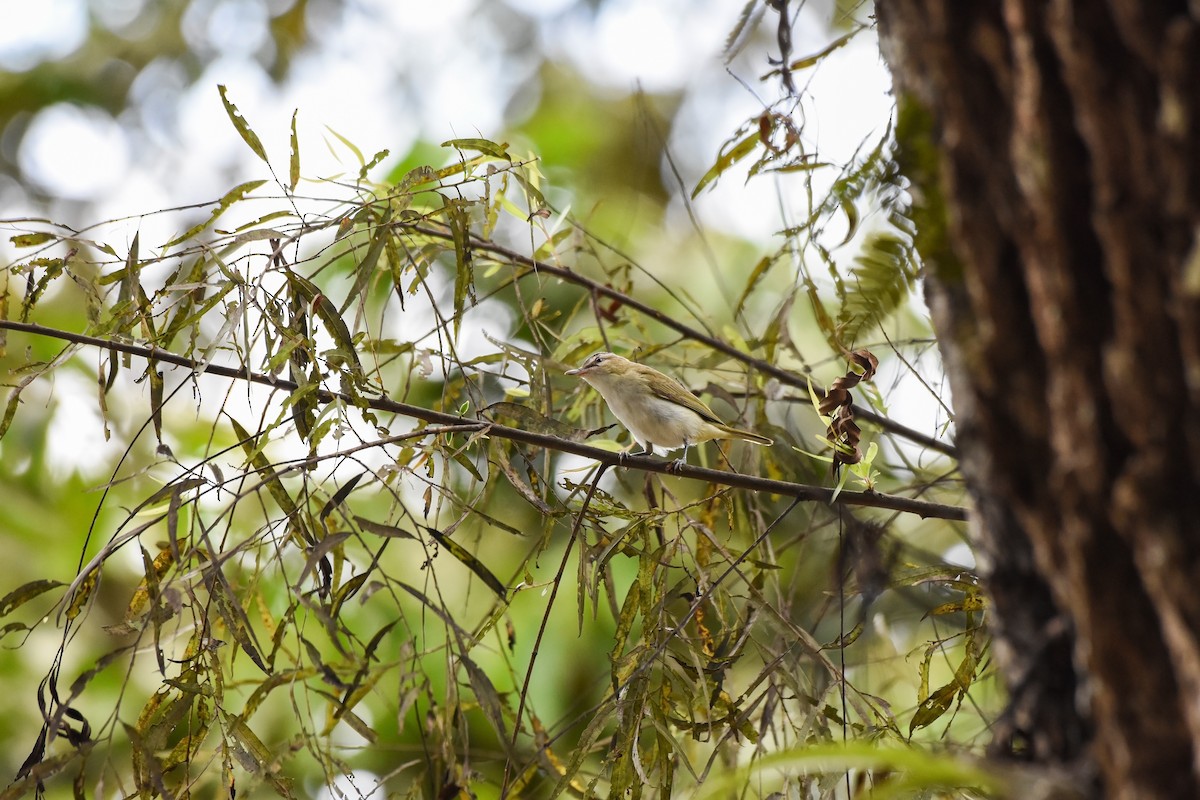 Красноглазый виреон - ML625456974