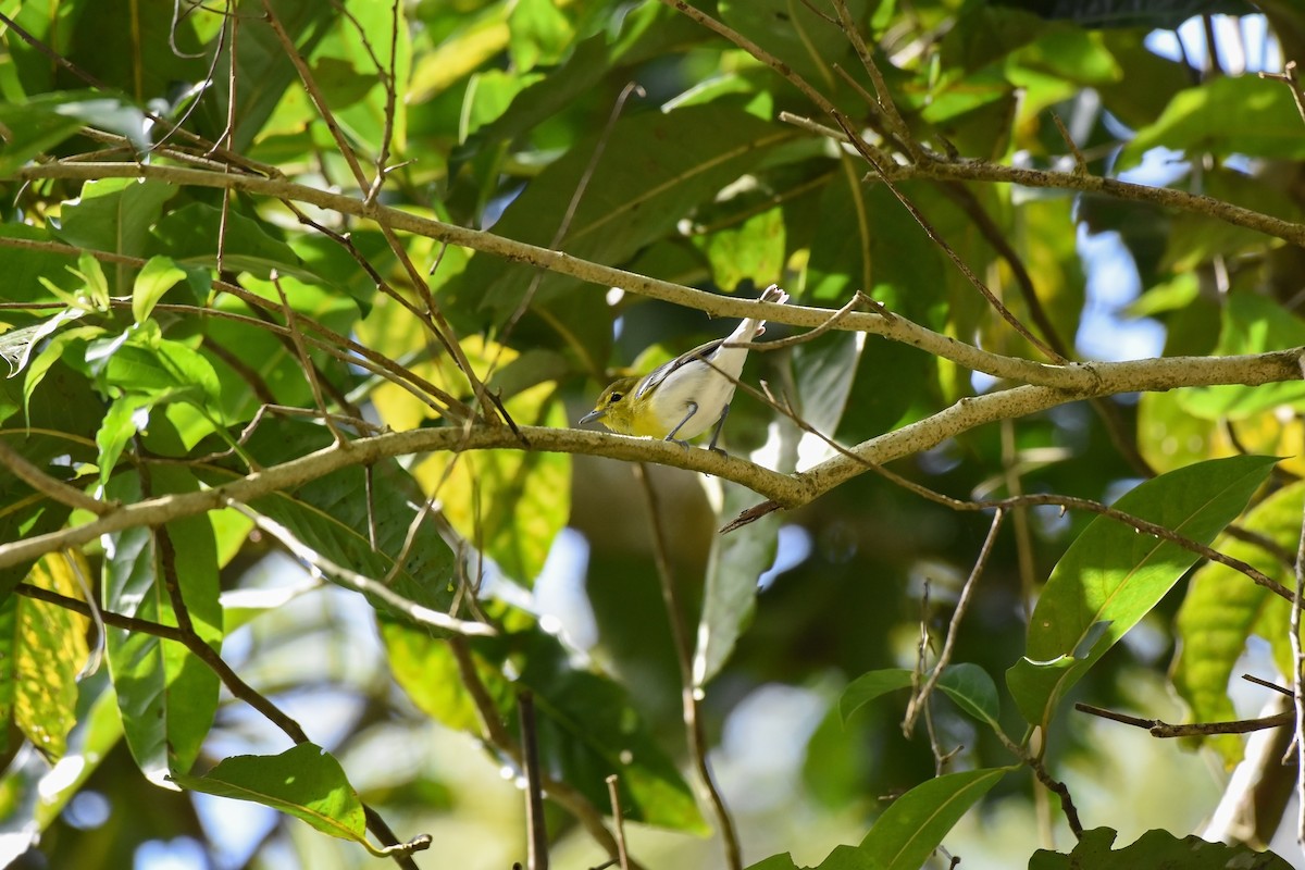 Желтогорлый виреон - ML625456977