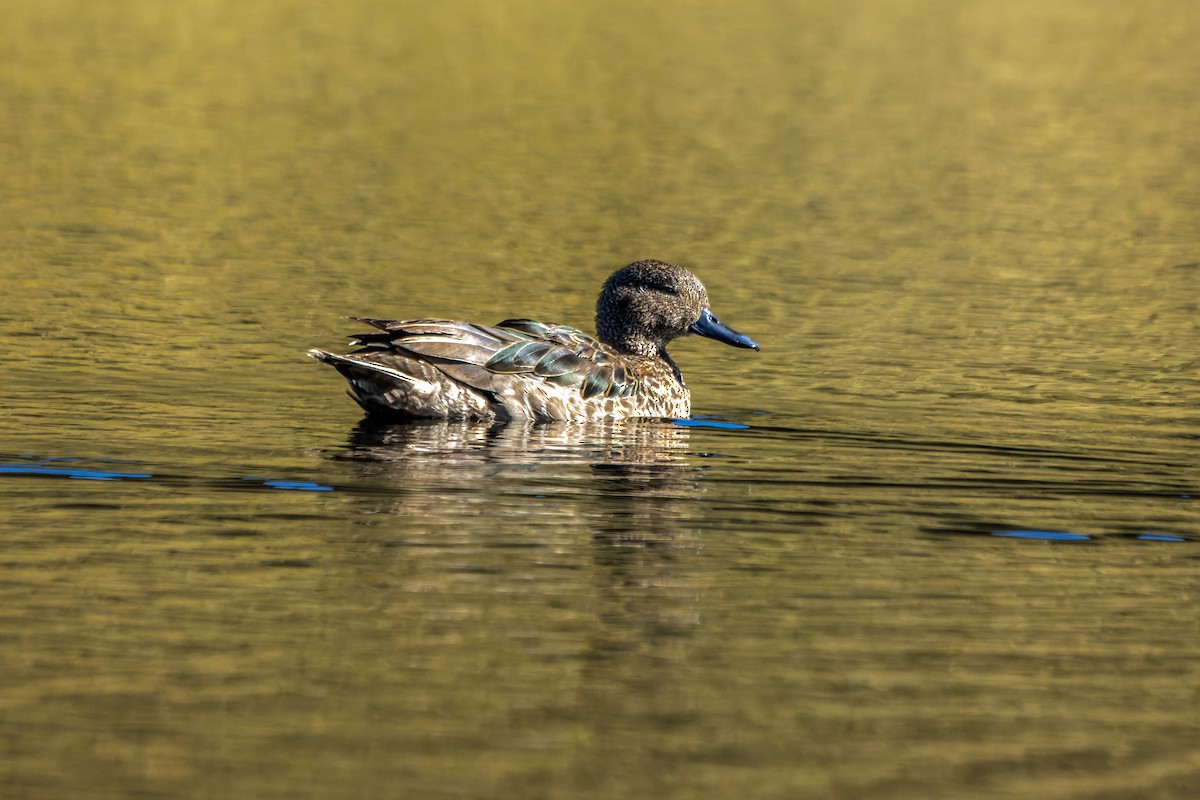 Andean Teal - ML625457003