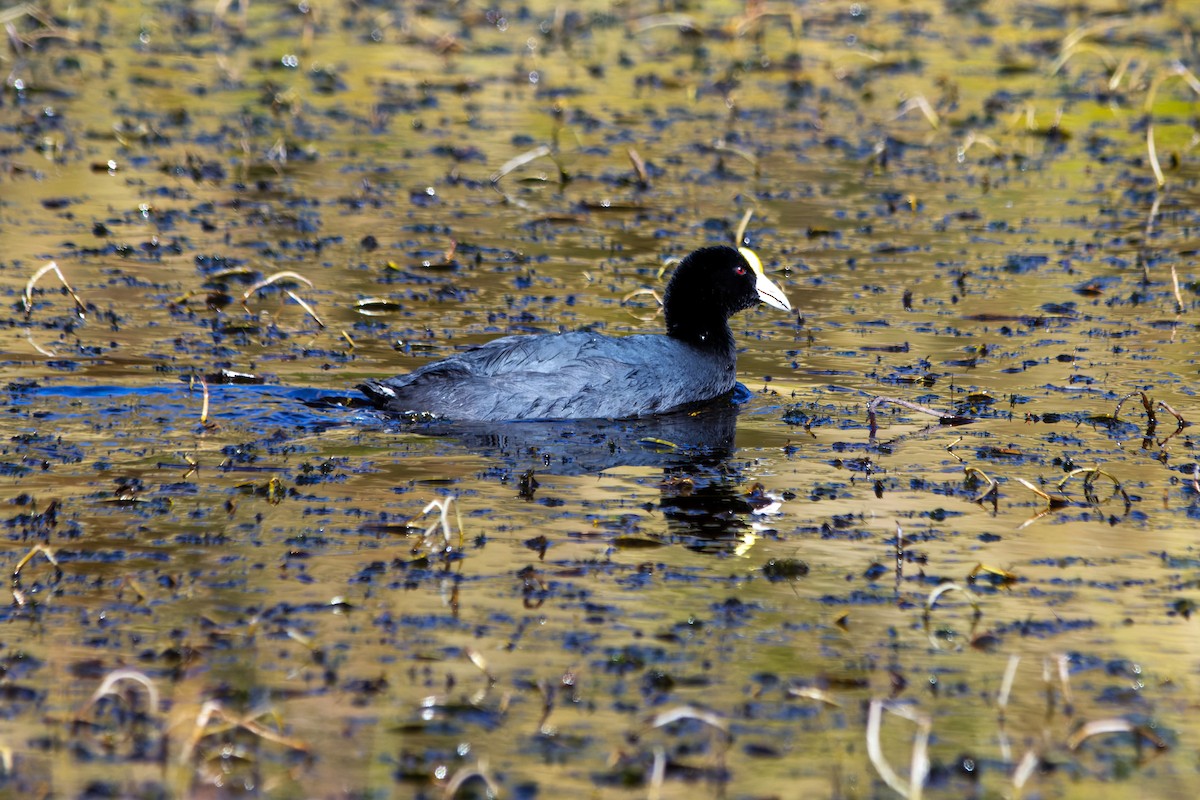 Slate-colored Coot - ML625457006