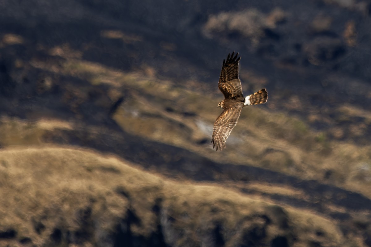 Cinereous Harrier - ML625457014