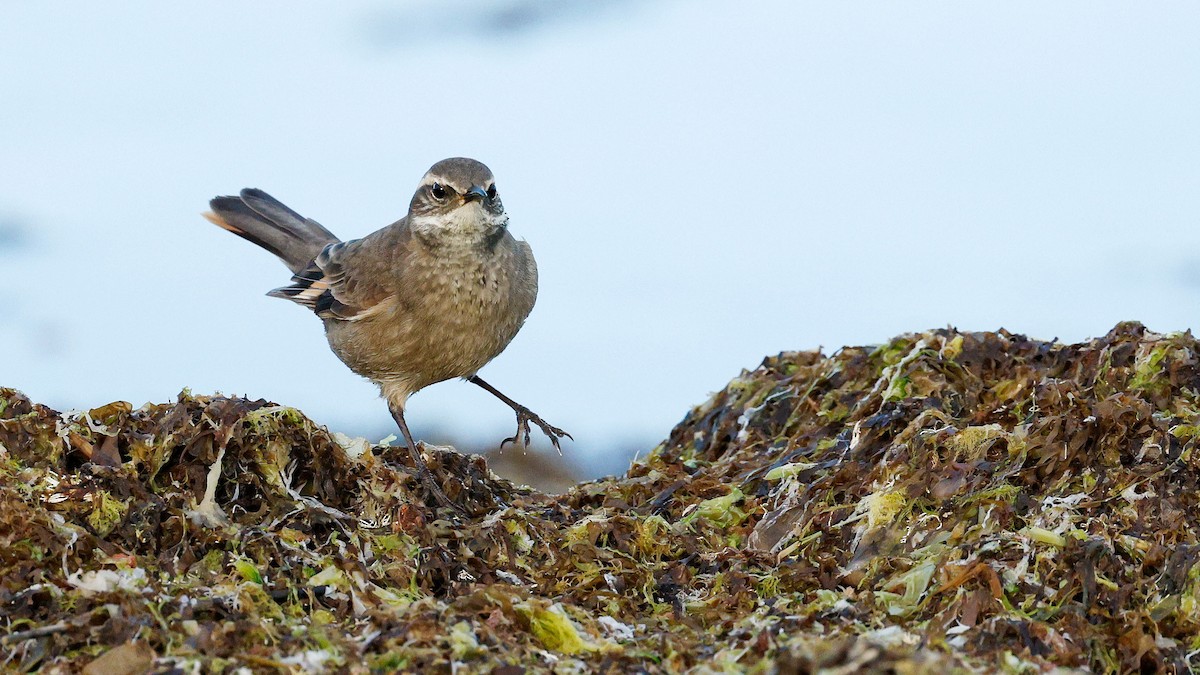 Buff-winged Cinclodes - ML625457022