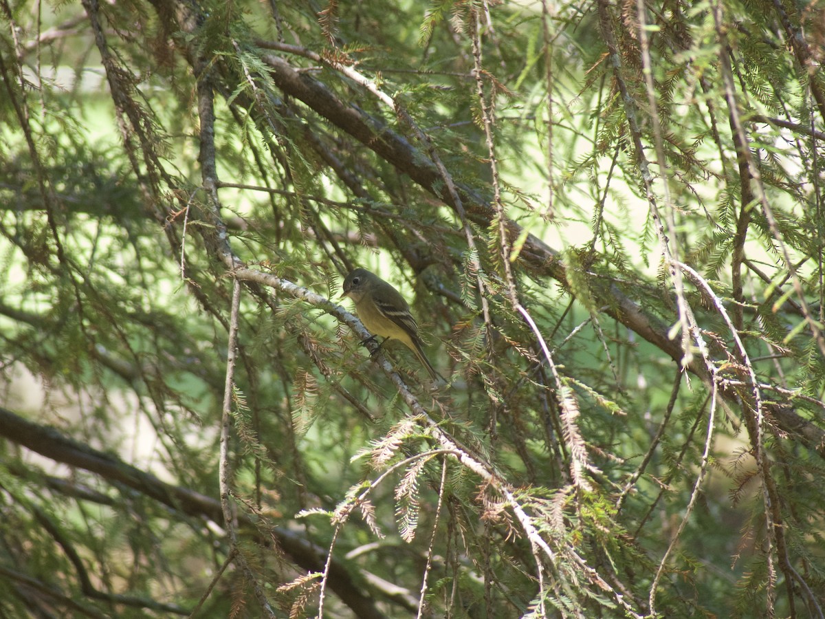 Hammond's Flycatcher - ML625457042