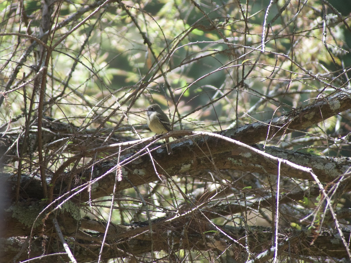 Hammond's Flycatcher - ML625457043