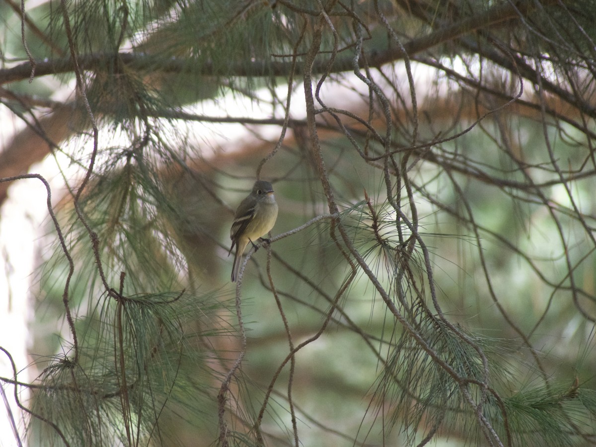 Hammond's Flycatcher - ML625457044