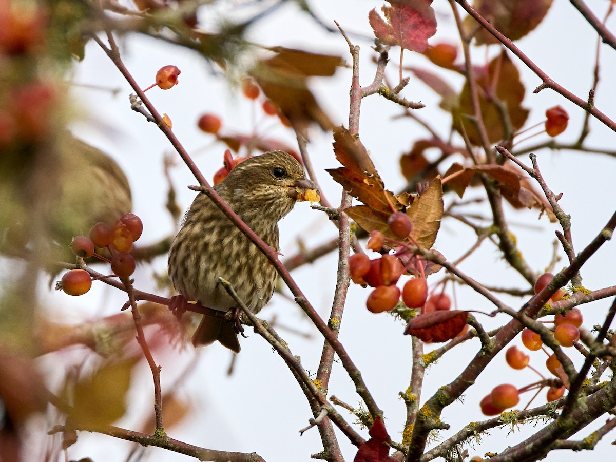 Purple Finch (Western) - ML625457057