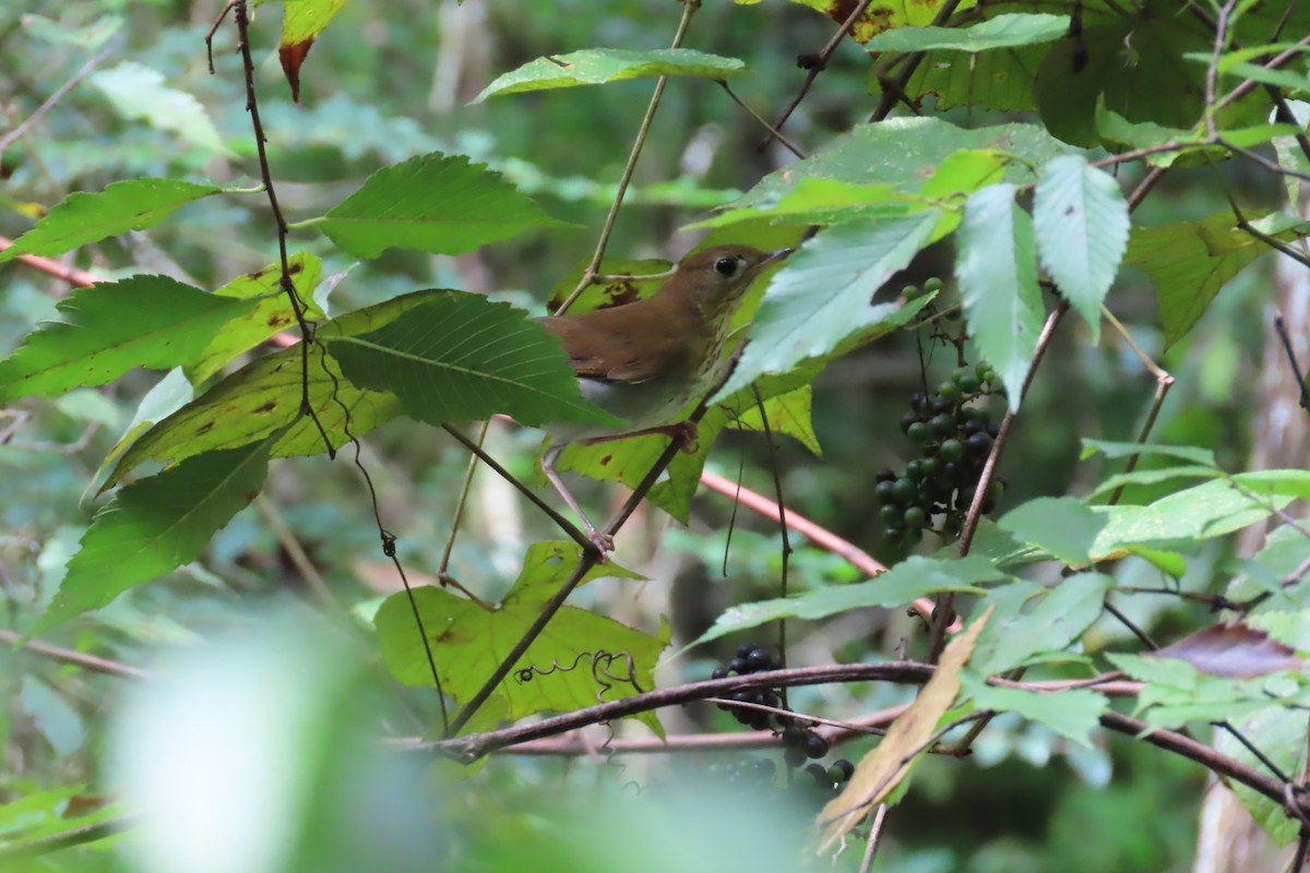 Veery - Kevin Christman