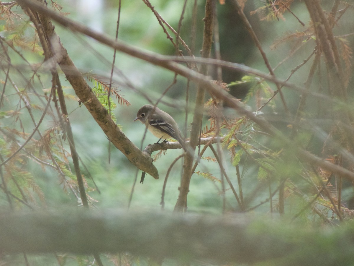 Hammond's Flycatcher - ML625457285