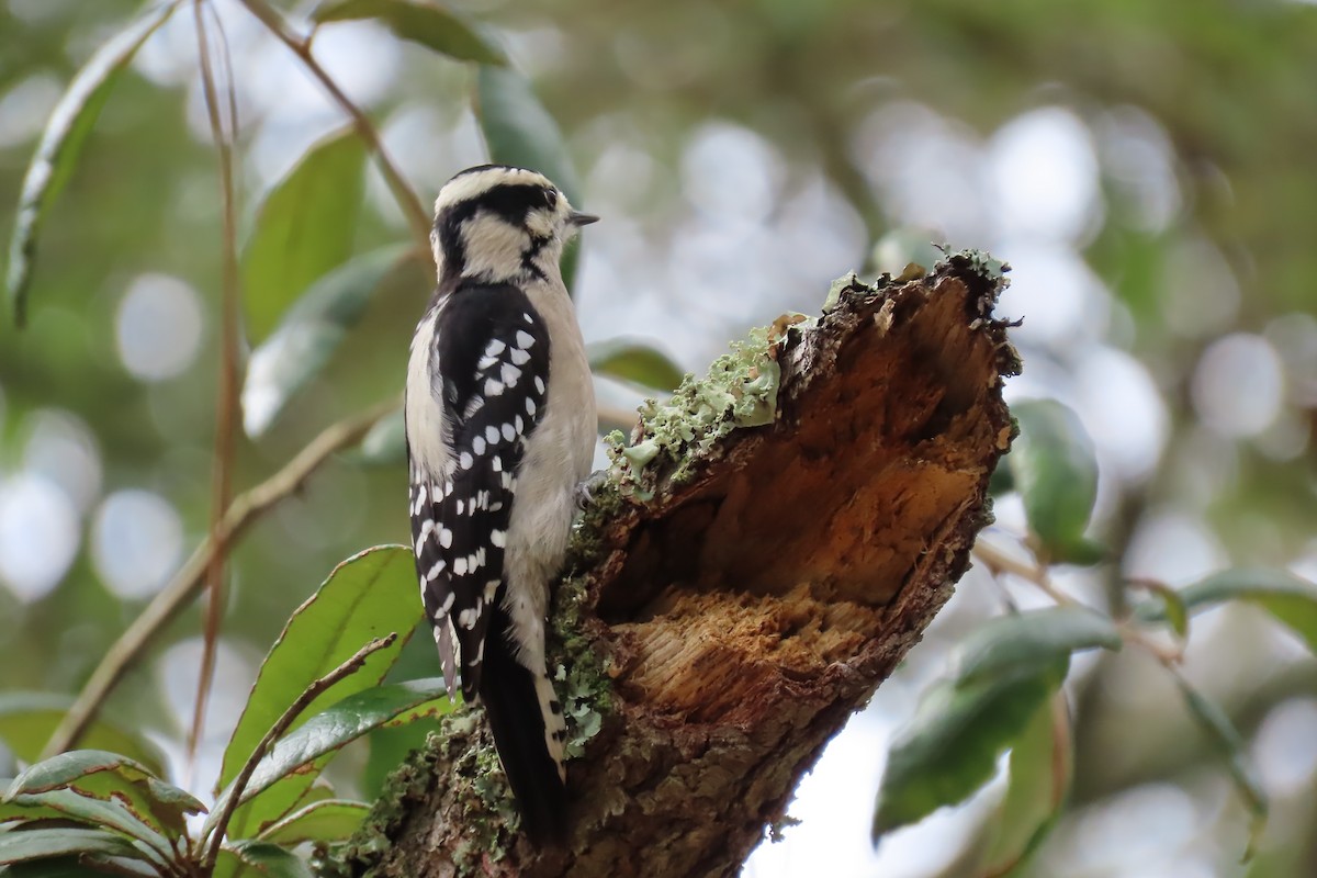Downy Woodpecker - ML625457404