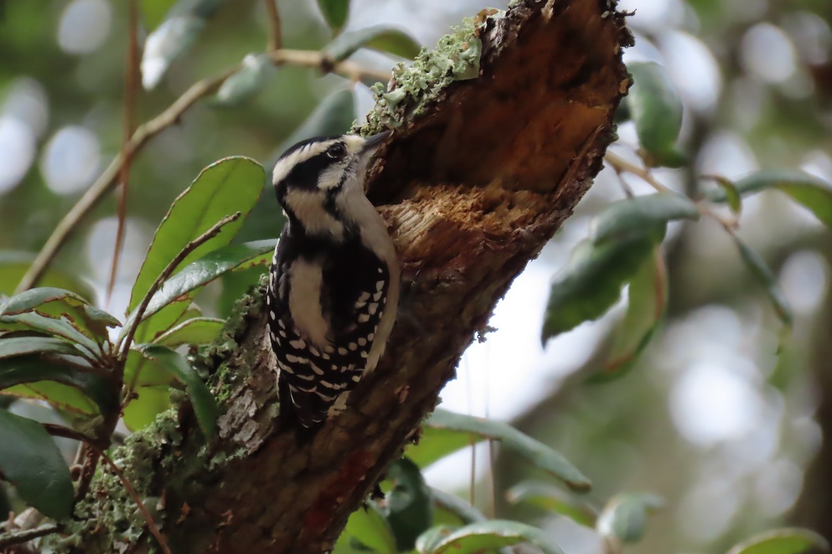 Downy Woodpecker - ML625457405