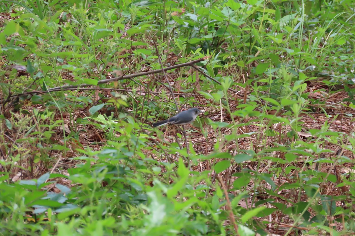 Blue-gray Gnatcatcher - ML625457419