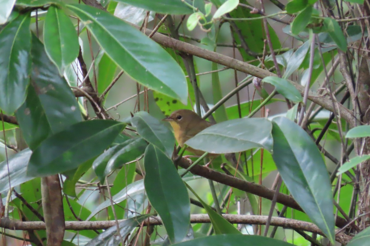 Common Yellowthroat - ML625457428
