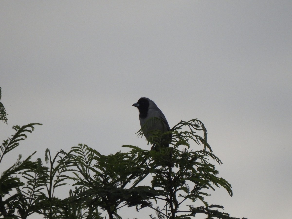 Black-faced Tanager - ML625457510