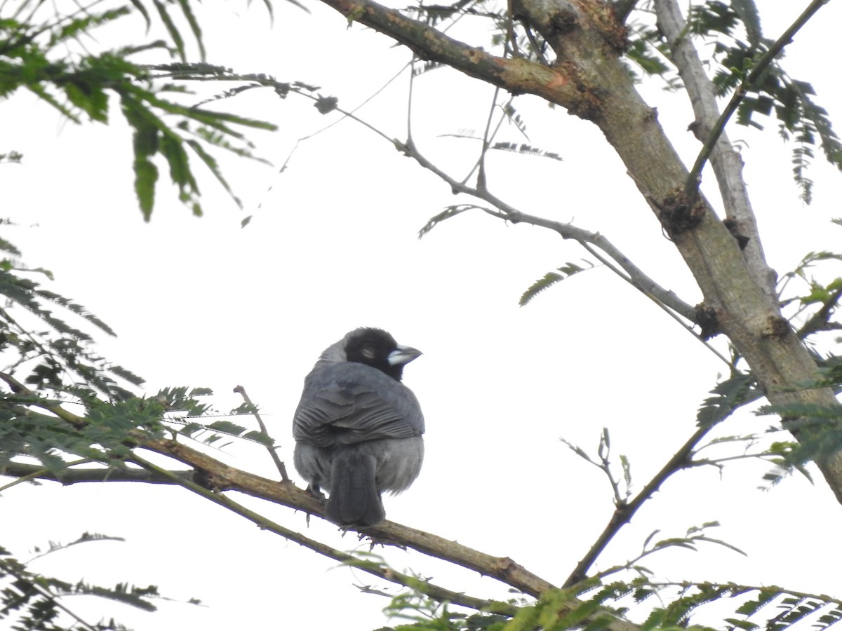 Black-faced Tanager - ML625457527
