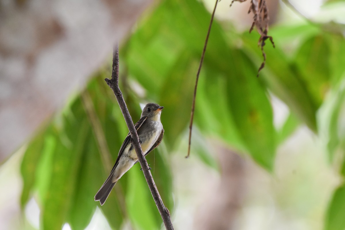 Восточный пиви - ML625457596