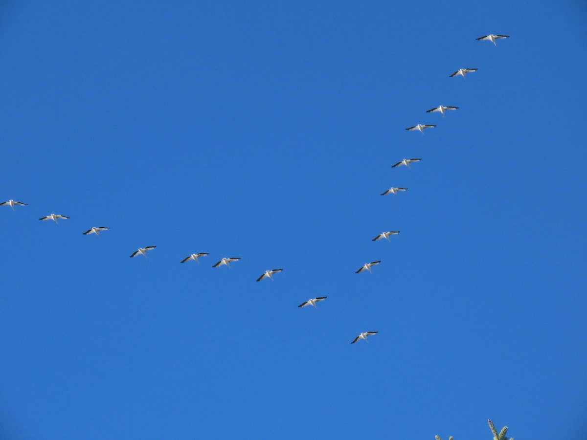 שקנאי אמריקני - ML625457664