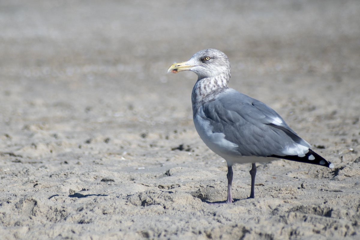 American Herring Gull - ML625457666