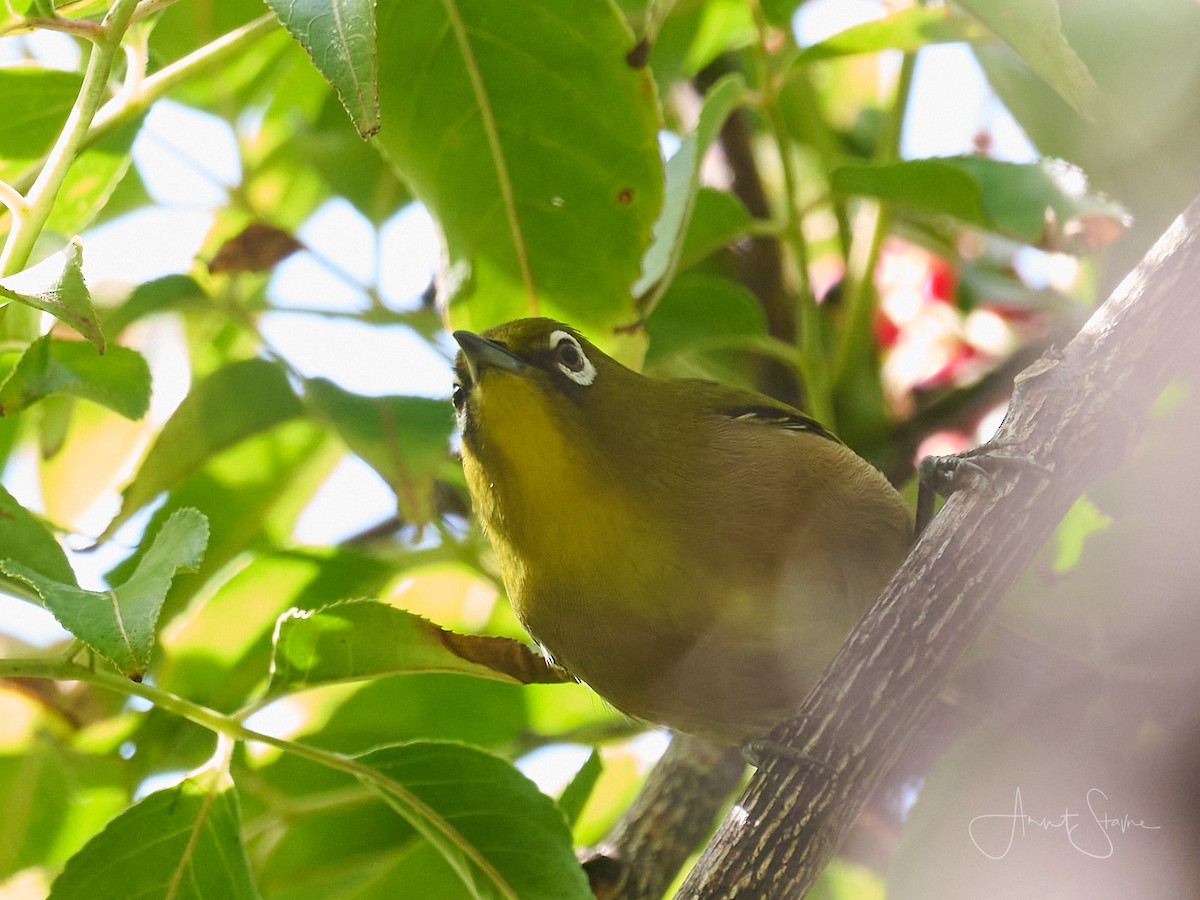 Japanbrillenvogel - ML625457672