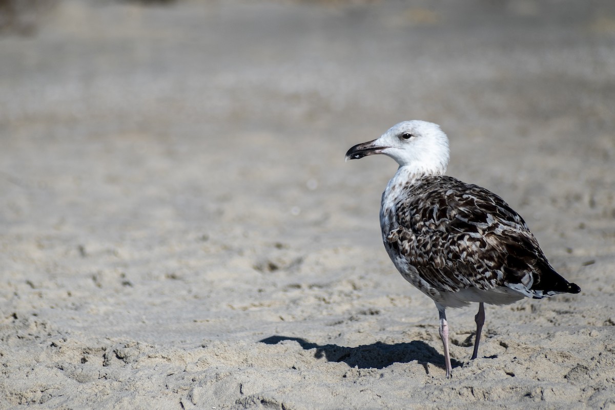 Great Black-backed Gull - ML625457682