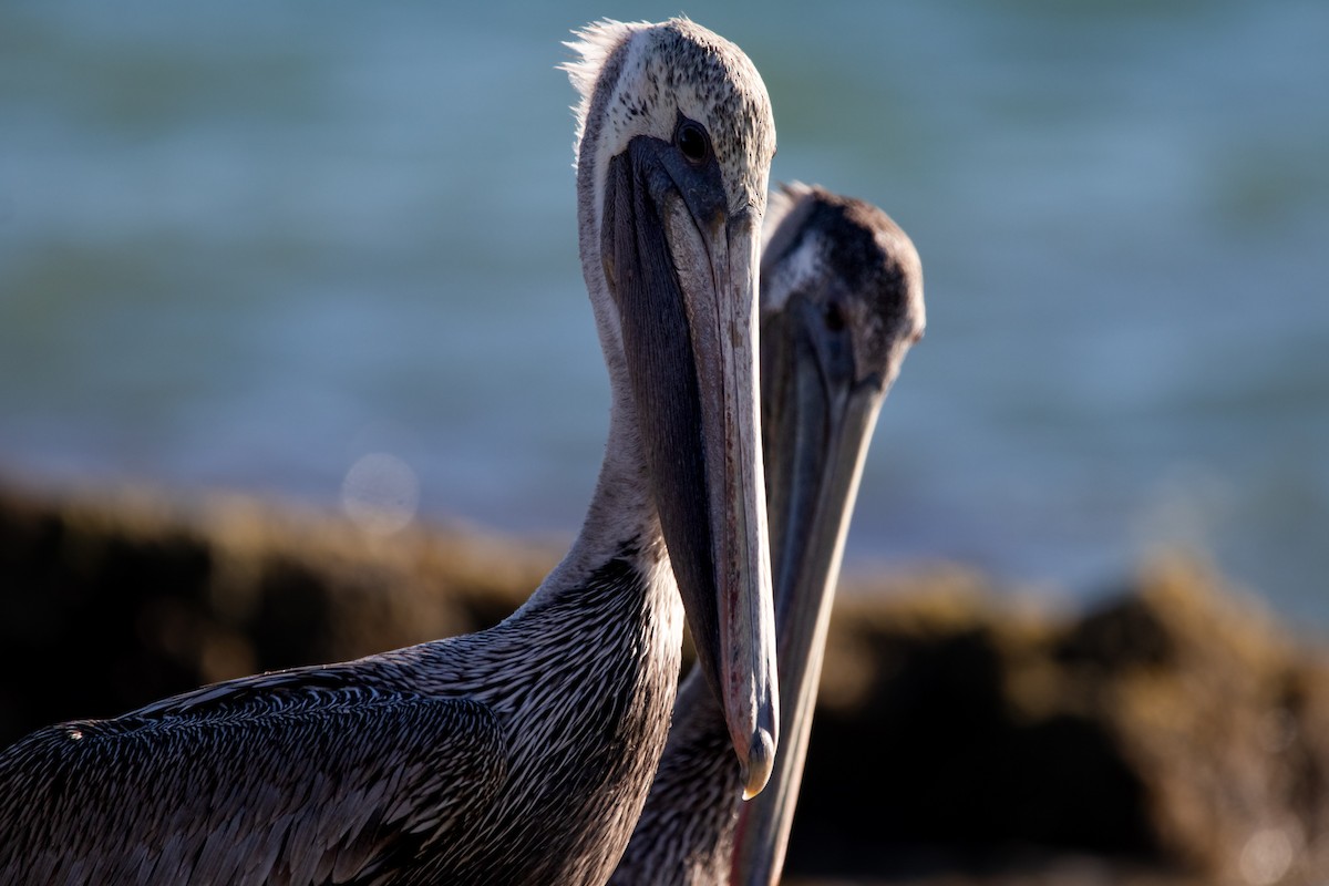 Brown Pelican - ML625457742