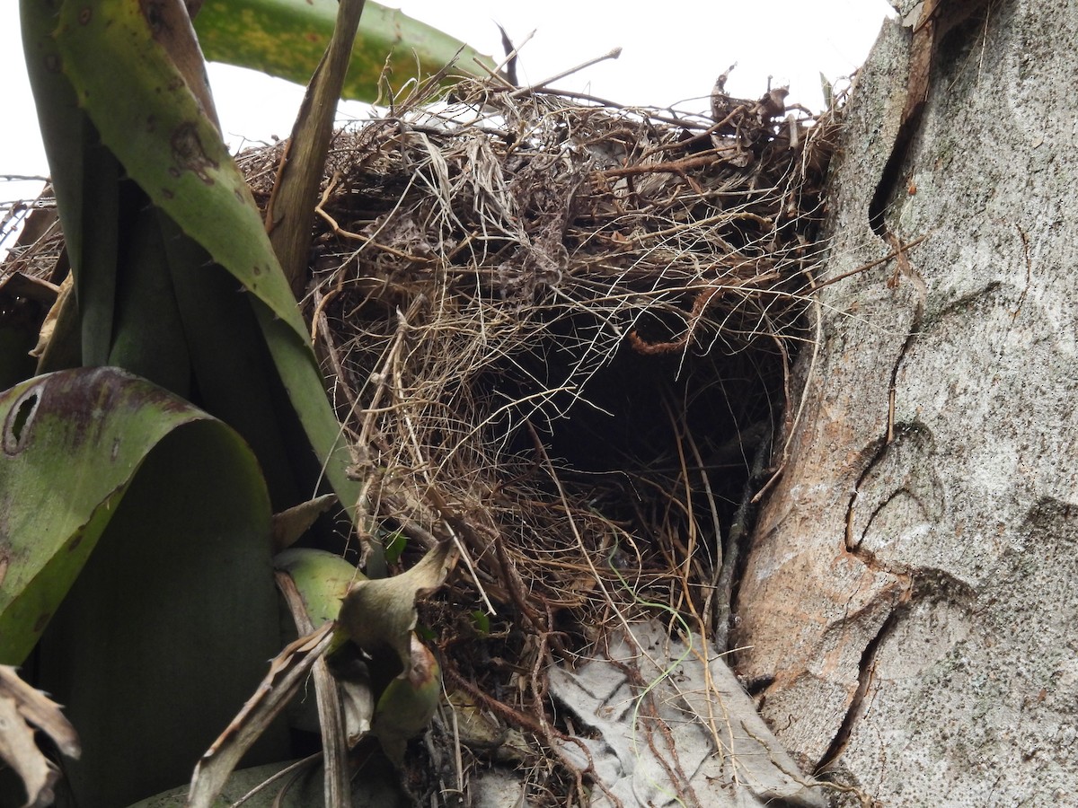 Social Flycatcher - Mirian Brasil