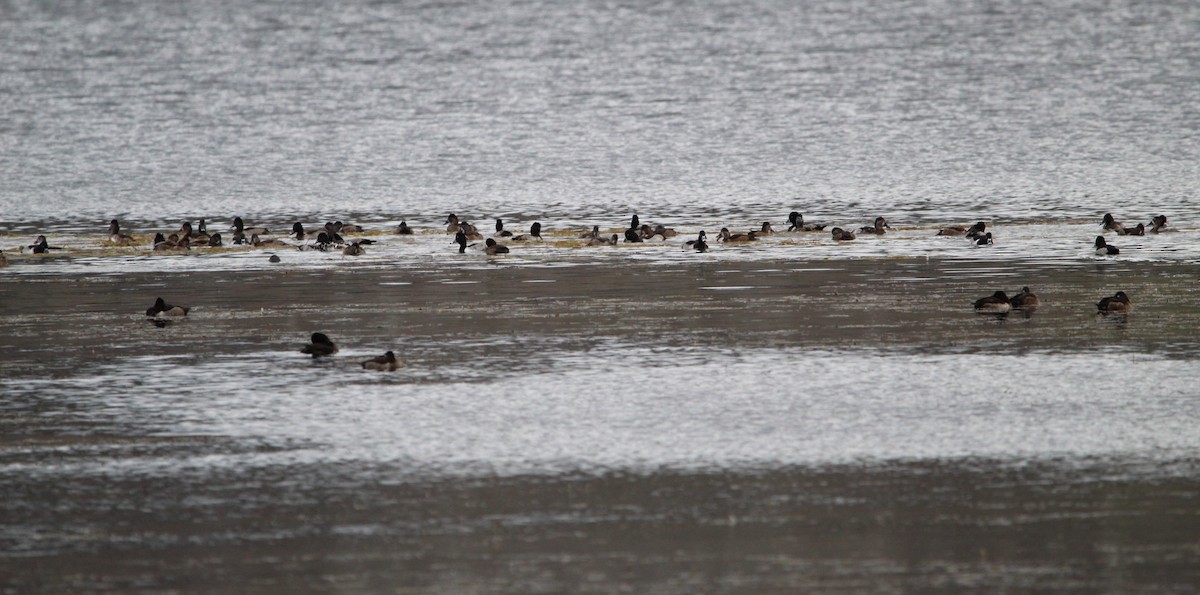 Ring-necked Duck - ML625457811