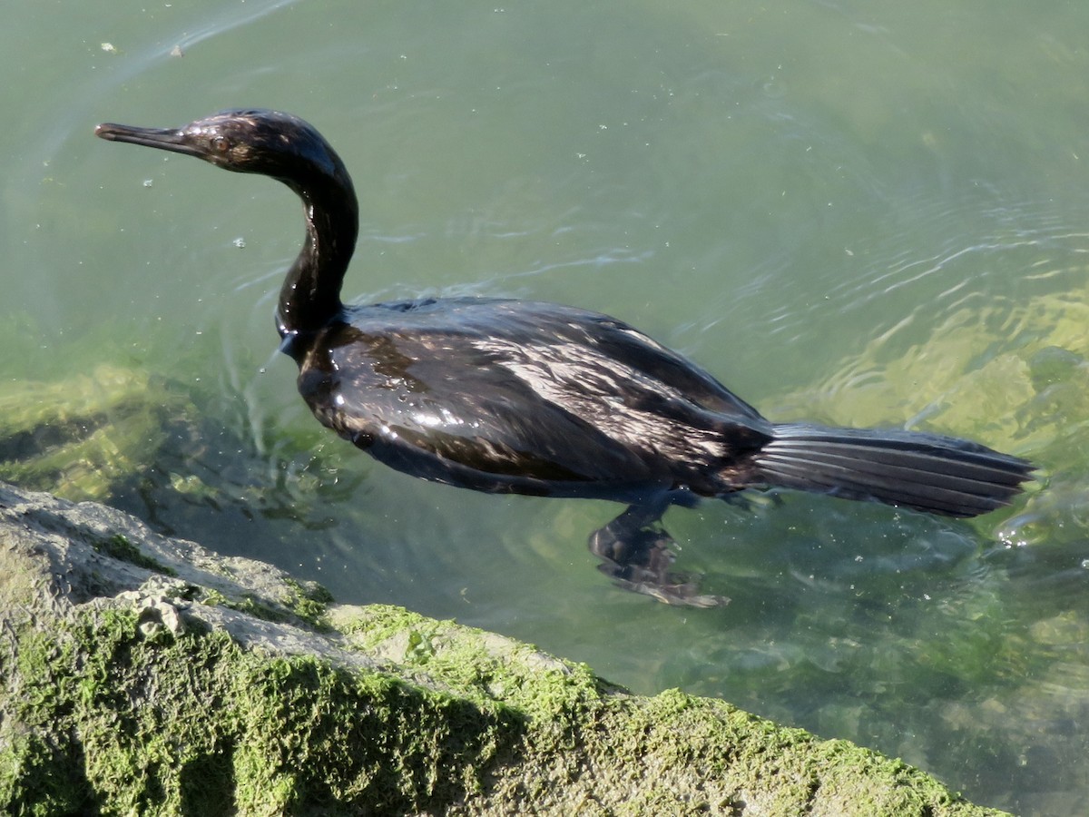 Pelagic Cormorant - ML625457818