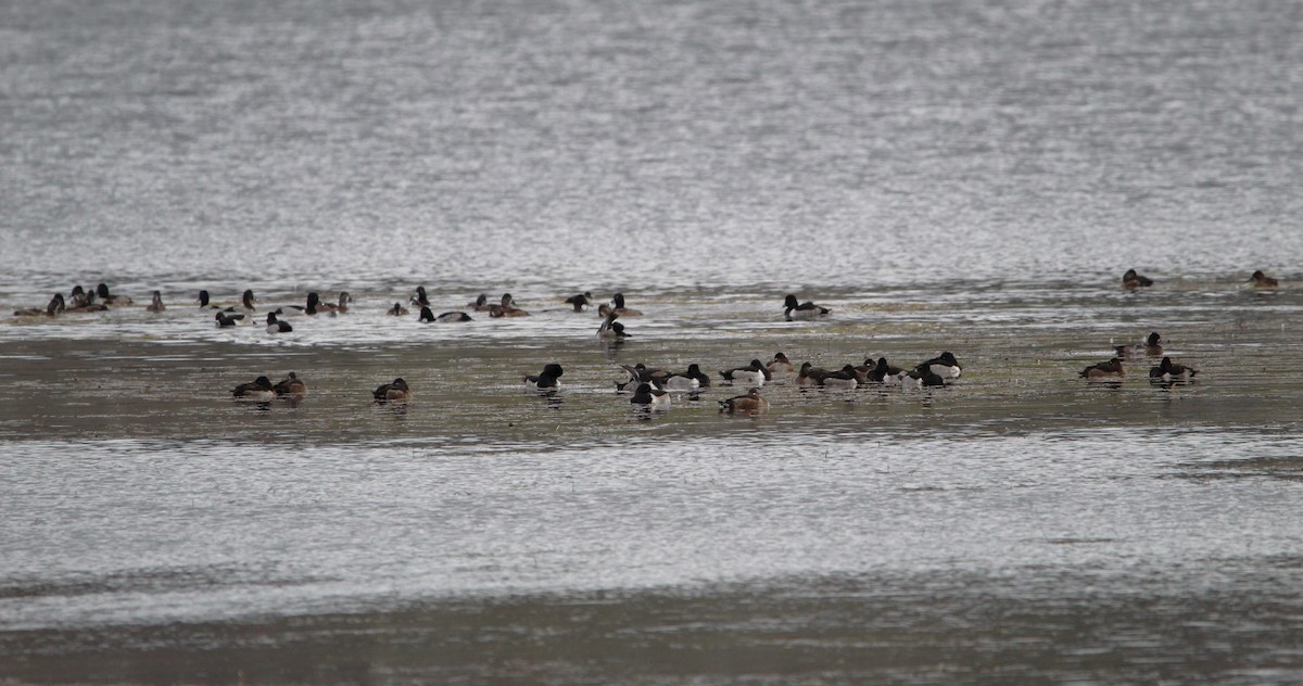 Ring-necked Duck - ML625457833