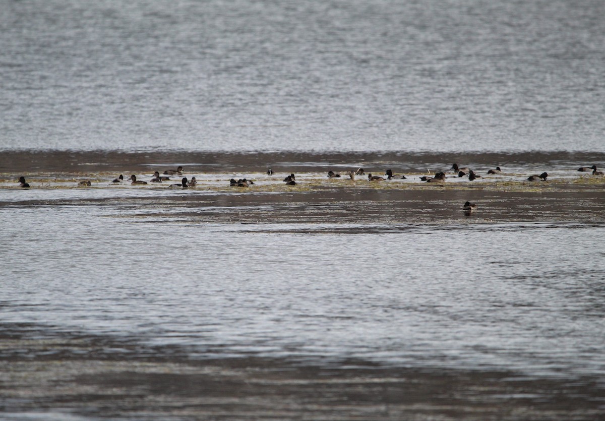 Ring-necked Duck - ML625457871