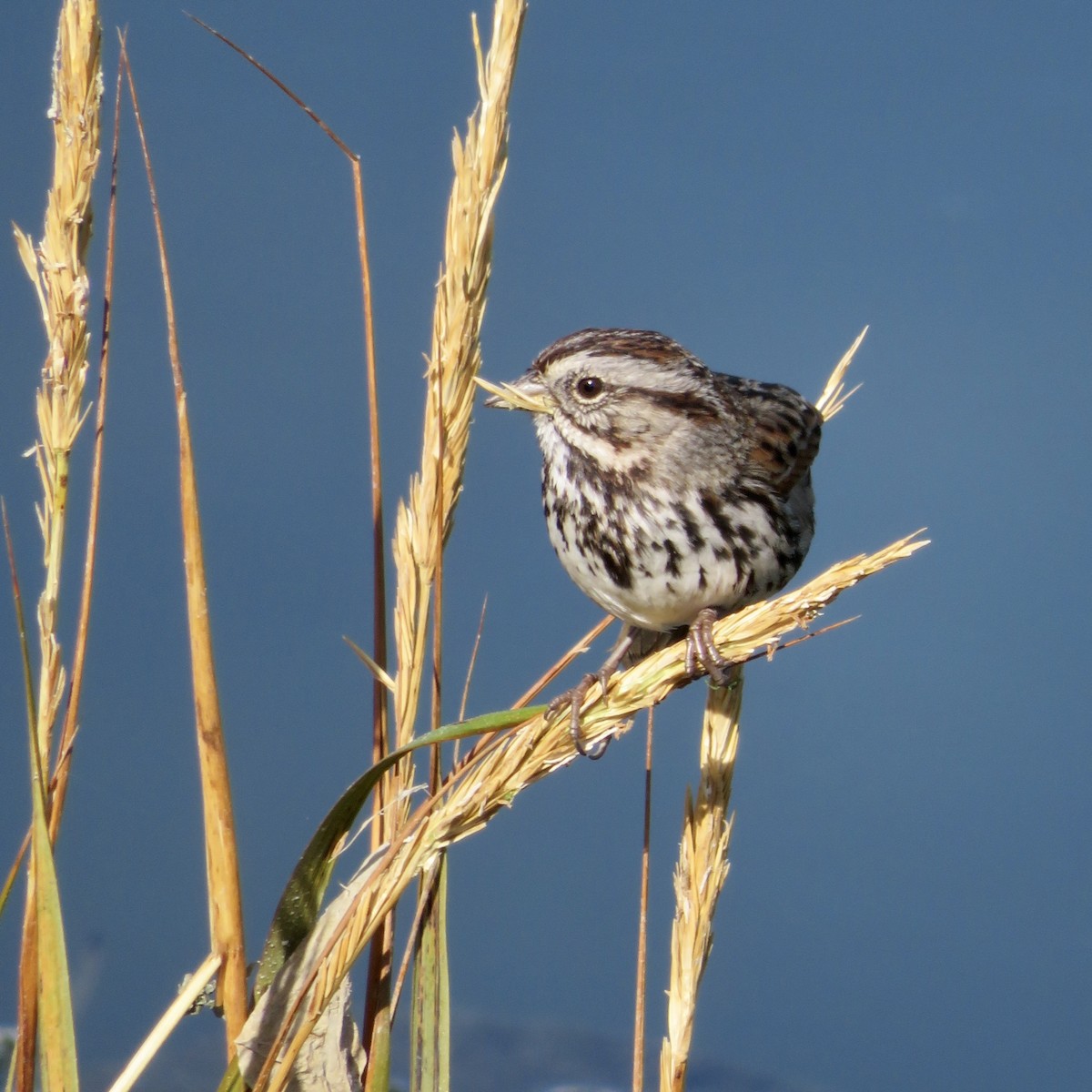 Song Sparrow - ML625457892