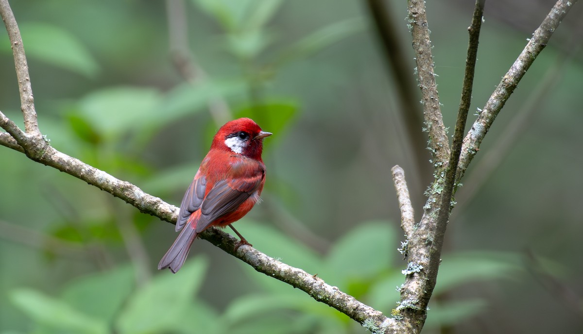 Red Warbler (White-cheeked) - ML625457902